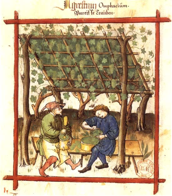 Grünernte von Weintrauben. Aus dem Handbuch der Familie Corutti in Verona um 1375Fabrication_du_verjus_BnF_Latin_9333_fol._83