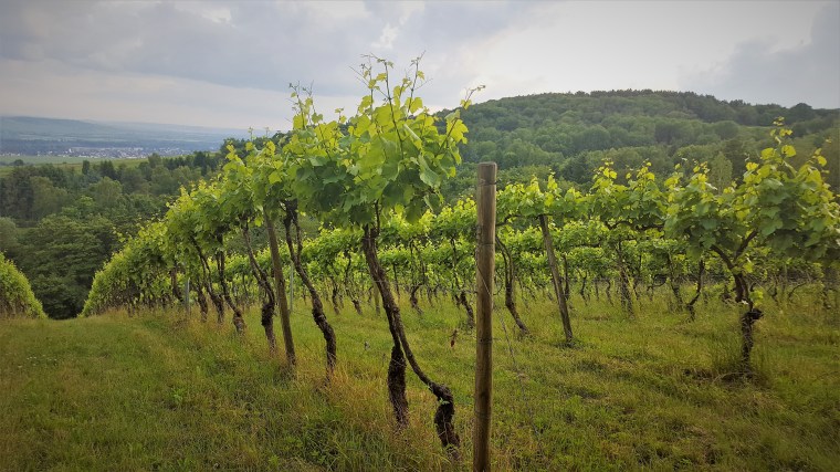 Vineyard in Rheingau on a grey Spring day